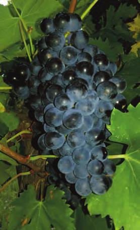 Tintilia Falanghina Montepulciano Aglianico: true discovery experience MOLISE Contrada Vigne snc -