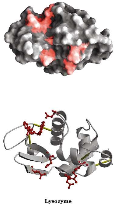 GLOBULARI