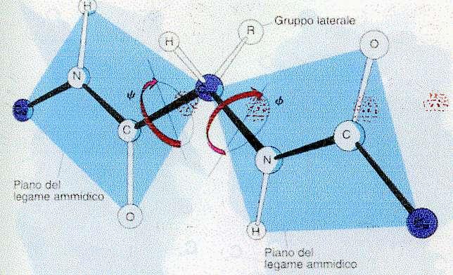 LA ROTAZIONE ATTORNO AI LEGAMI DI UNA CATENA POLIPEPTIDICA Non