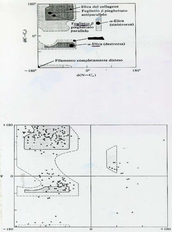 IL GRAFICO DI RAMACHANDRAN (INFLUENZA DEI GRUPPI LATERALI SULLA CONFORMAZIONE DEL POLIPEPTIDE) Il biochimico indiano Ramachandran ipotizzò che la conformazione di una catena