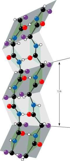 LA STRUTTURA β 1. Lo scheletro della catena ha andamento a zig zag, 2. tutte le catene sono disposte una a fianco dell altra (foglietto ripiegato), 3.