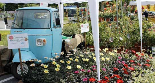 e suggestivi angoli fioriti compaiono dal nulla le strade, le piazze, i vicoli si vestivo di verde e diventavano giardini. Il prodigio si rinnova anche quest anno.