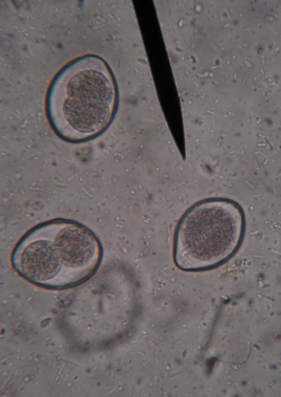 Protozoi RIPRODUZIONE ASESSUATA Sporogonia: Scissione multipla o sporulazione Le oocisti appena formate sono costituite da un nucleo e una massa di protoplasma, avvolti da una parete cellulare