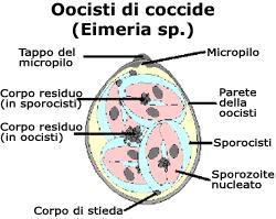 Protozoi RIPRODUZIONE ASESSUATA Sporogonia: Scissione multipla o sporulazione Alla fine del ciclo sporogonico l oocisti contiene 4 sporocisti