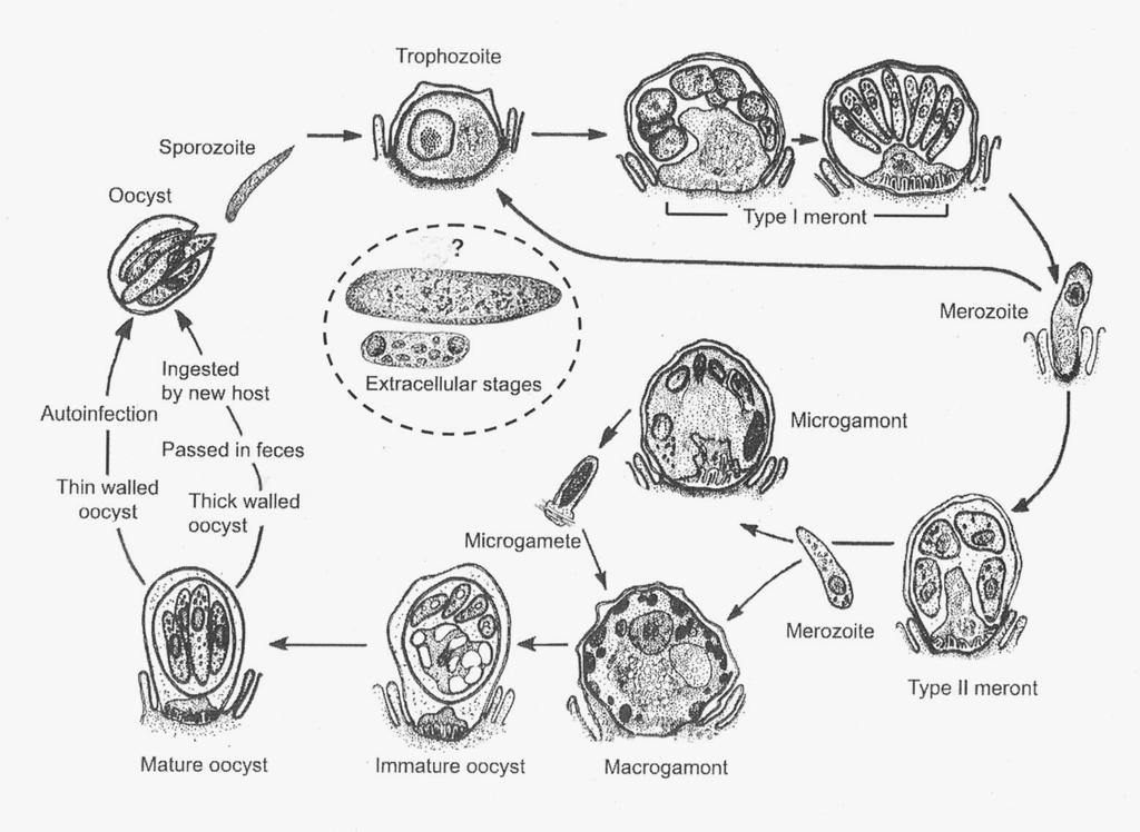 Ciclo Biologico - 3 Maturazione del trofozoite in meronte di tipo II.