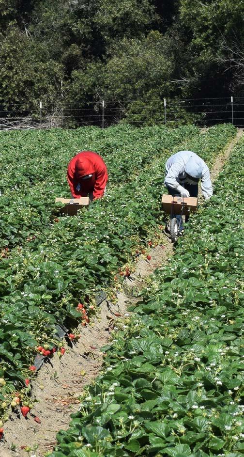 LAVORARE IN I RISCHI PER Il lavoro verde in cifre I dati forniti dall Istat attestano che, nel 2016, i lavoratori impiegati nel settore agricolo sono stati circa il 5% in più rispetto al 2015.