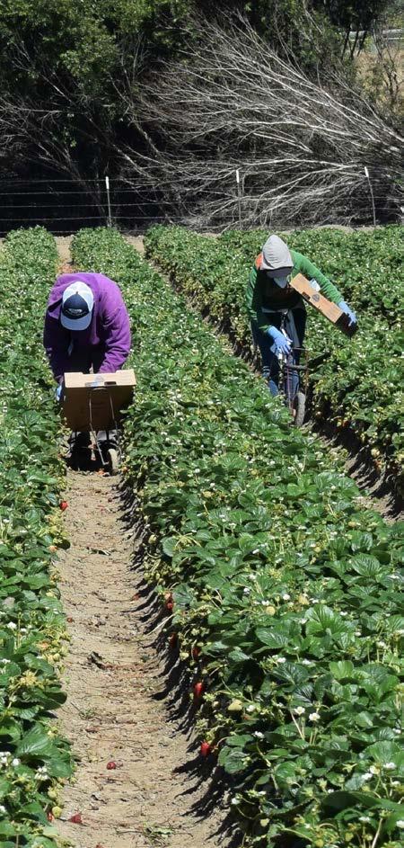 CAMPAGNA: LA SALUTE Gli infortuni sul lavoro e le malattie professionali L agricoltura è uno dei settori produttivi a maggior rischio d infortunio.