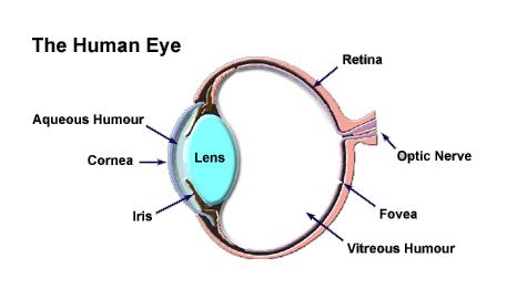 Il sistema visivo umano L occhio L energia radiante (segnale elettromagnetico) è uno stimolo se produce una risposta da parte dei fotorecettori retinici (coni e bastoncelli) presenti nella retina