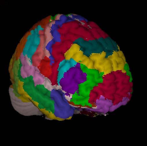 Auto-organizzazione: esempi Nel cervello: specializzazione delle