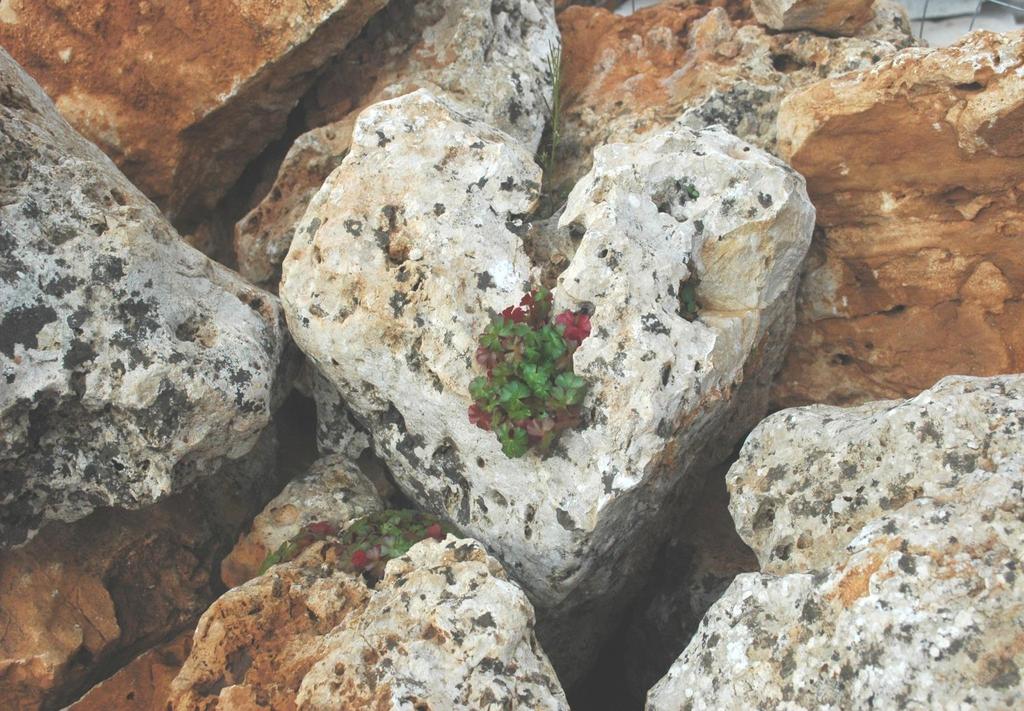 ROCCE CALCAREE ORNAMENTALI Le