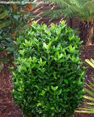 Le altre caratteristiche sono come E. japonicus. japonicus Compactus Arbusto dalla chioma tondeggiante, folta e compatta.