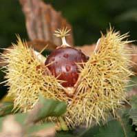 Le Castagne sono il prodotto classico della lavorazione del cioccolatino modellato all interno di uno stampo.