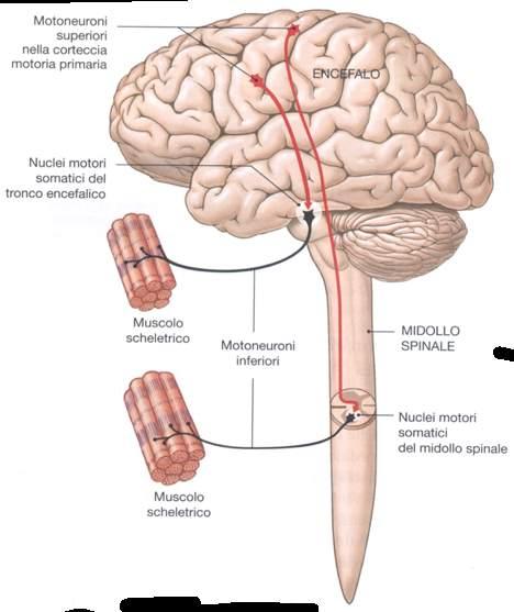 Sistema nervoso somatico Sistema