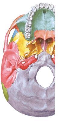 Volta (tetto) cavità orale: - processi palatini delle