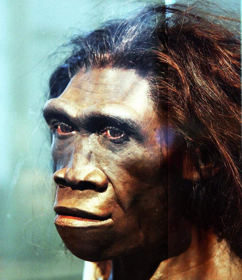 L evoluzione dell uomo: homo erectus Quando: 1,9-0,5 milioni di anni fa Caratteristiche: Altezza: 145/180 cm Capacità cranica: 1000 cm 3 Camminata eretta Impara a
