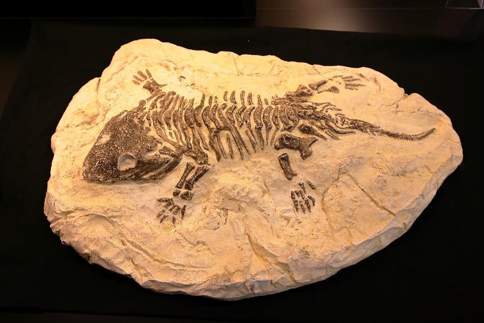 Le prove dell evoluzione: i fossili Verso il 1600 per la prima volta si ipotizzò che i fossili fossero i