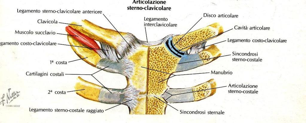 Articolazione