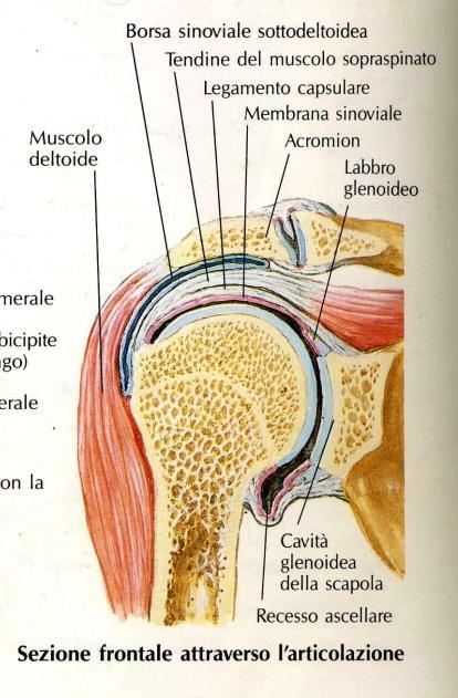 della spalla e Tendine del