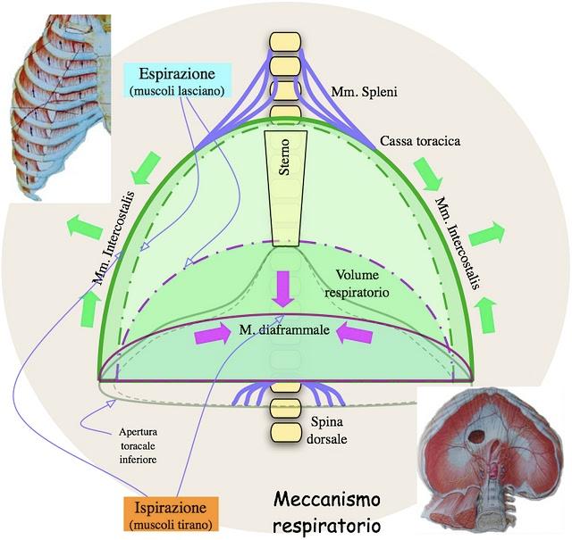 E tutte due dispongono al solito di tanti pareri e superstizioni e di minime conoscenze biologiche in merito.