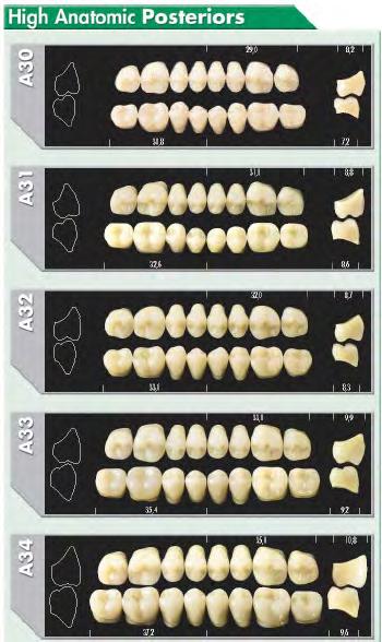 Major Plus Denti Posteriori Protesi Mobile, Denti Artificiali I - 4 Denti Acrilici Major Dent Major Dent Dente acrilico a due strati.