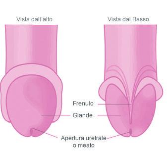 2.2 FRENULO BREVE Il frenulo del pene è una sottile piega cutanea che collega il prepuzio al glande.