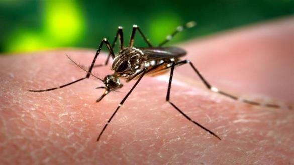 6 settembre 2017 Diagnosi da parte dell INMI di un caso probabile di chikungunya autoctono in quanto la persona riferiva di non aver soggiornato all estero negli ultimi mesi.