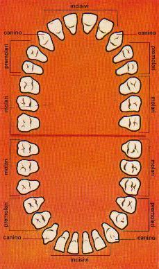 L uomo adulto possiede 32 denti permanenti; il bambino possiede una dentatura decidua (o da latte) composta da 20 denti.