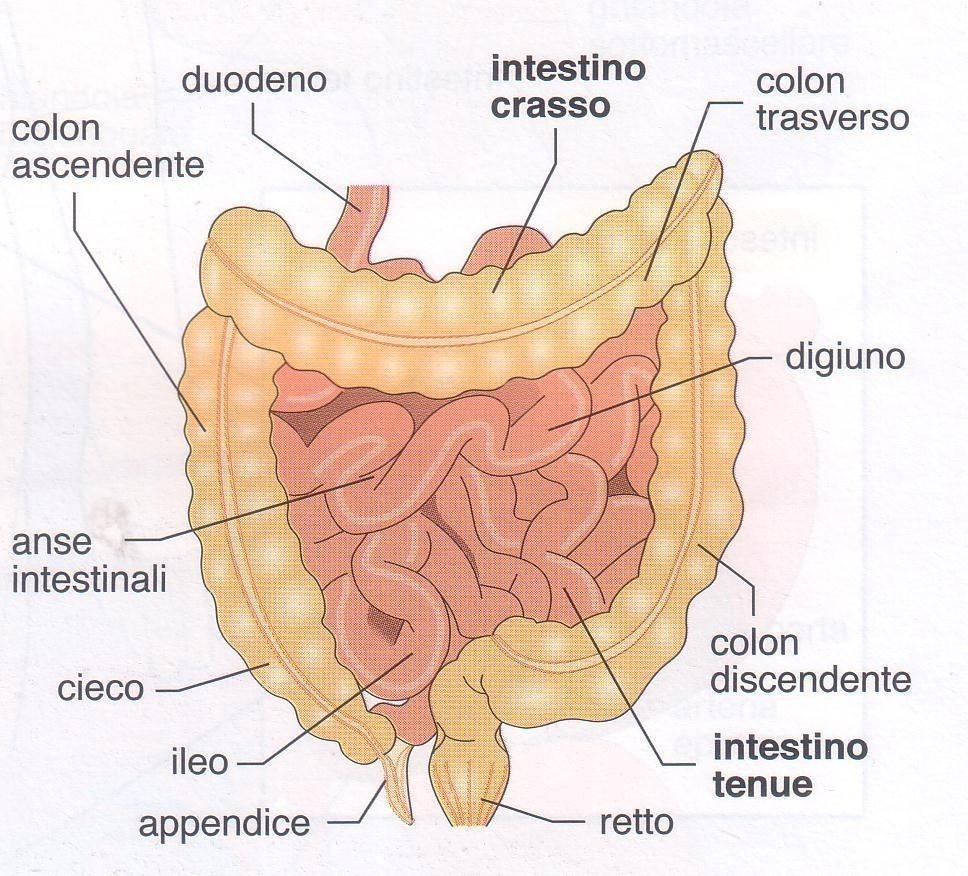 Digerente_stran.doc - prof.