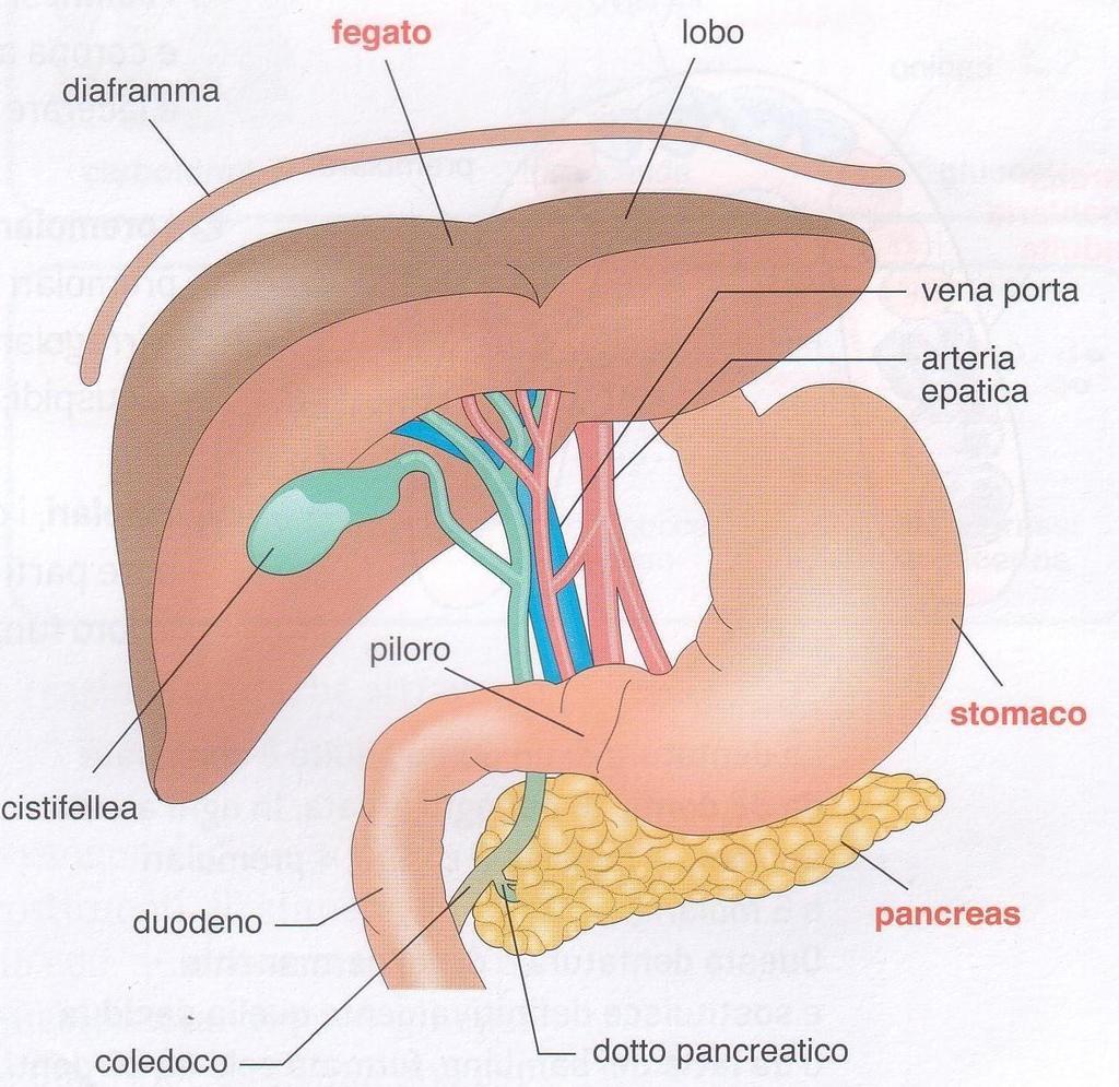 Il fegato e il pancreas, partecipano alla fase finale della digestione. Il fegato, la ghiandola più grande dell organismo, produce un liquido, la bile che serve a sciogliere i grassi.