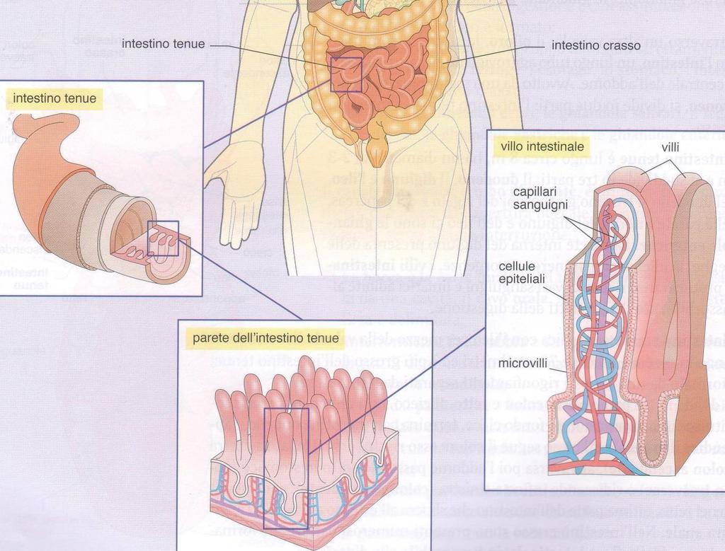 L'ultimo tratto dell'apparato digerente è l'intestino crasso.