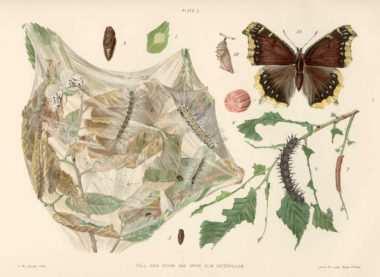 Differenze tra Ifantria e Processionaria Anche se nella fase larvale Ifantria assomiglia alla Processionaria del Pino, esistono diverse differenze sostanziali: H.