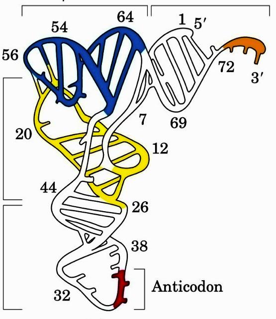 ansa TψC trna (RNA transfer) 10 15 % dell RNA totale. Trasportano amminoacidi fungendo da adattatori nella traduzione del codice genetico in proteine.