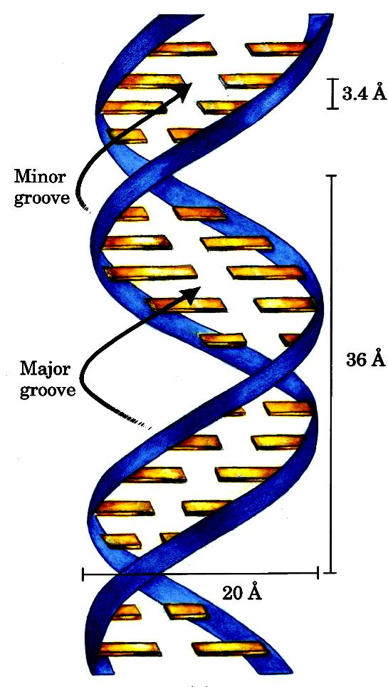 Forma B del DNA stru@ura elicoidale basi ricorrenc
