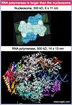 Come fa la RNA polimerasi a trascrivere un gene se è associato a nucleosomi?
