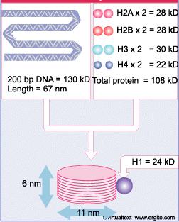 I nucleosomi Ogni nucleosoma contiene 200 paia di basi di DNA associate ad un complesso di 8 proteine chiamate istoni: due copie di H2A, H2B, H3 e H4.