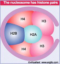 La struttura proteica del nucleosoma Gli istoni non sono