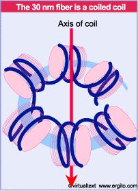 cromatina interfasica che di quella mitotica.