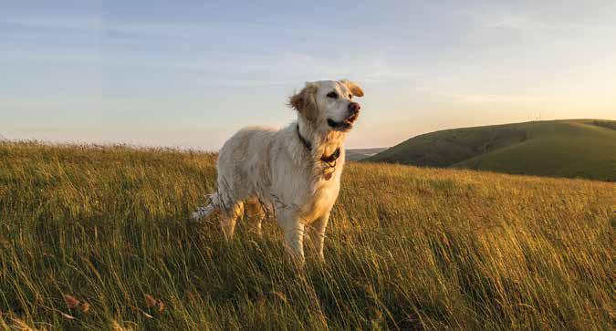 MAINTENANCE Plus FORMULA 21/10 ALIMENTO COMPLETO PER CANI IN MANTENIMENTO CON MANZO E POLLO Ale Dog Maintenance Plus contiene tutti gli elementi necessari a nutrire in modo completo il vostro cane.