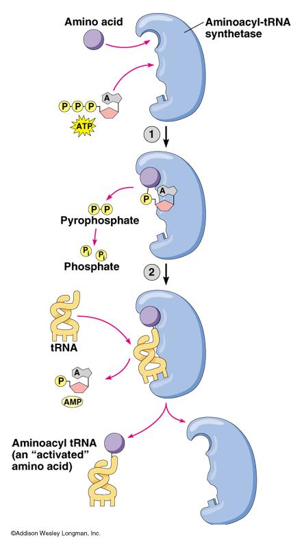 Attacco dell aa specifico in 3 OH del trna Aminoacil-tRNA sintetasi L