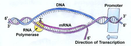 Il processo è realizzato da enzimi chiamati RNA