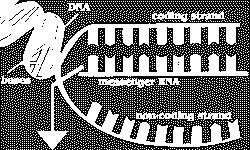 !! Complementarietà delle basi filamento non-senso serve da stampo 5 basi 5 3 filamento senso Entrambi i due filamenti del DNA