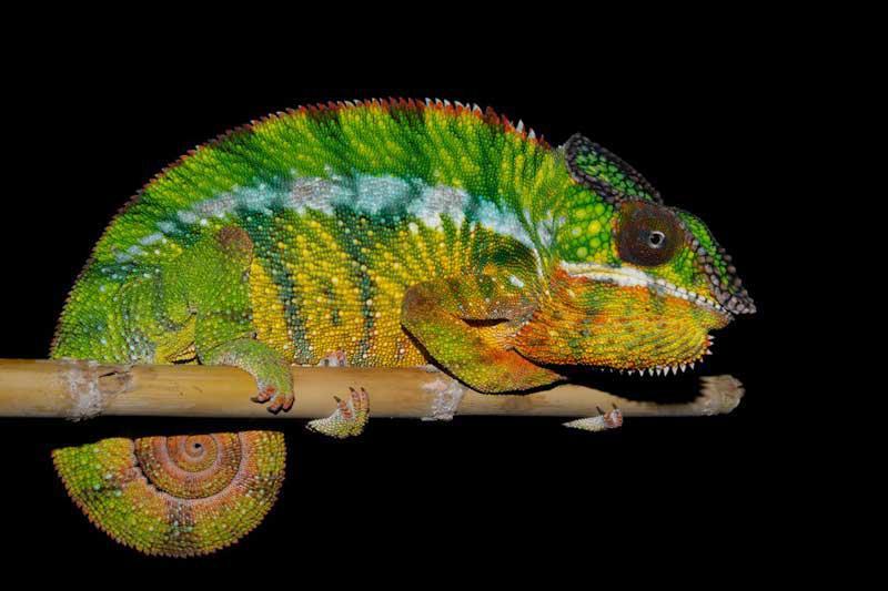 Il camaleonte: Una parte dei cambi di colore che può compiere la pelle di un camaleonte è effettivamente dovuta al fatto che alcuni fluidi colorati vengono dispersi sotto la pelle, oppure tenuti