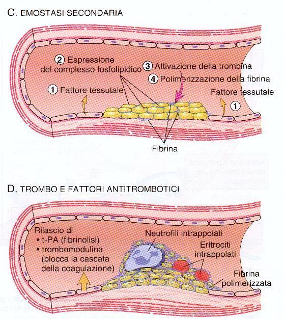 Haemostasis C.