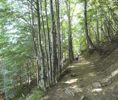 FAGGETE E RADURE. STRADA DEL DUCA. 14.