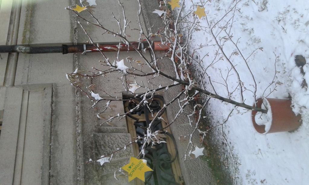 AUGURIO I fiori di crocus sbocciano a Borgomanero, come in altre parti d Europa; il colore giallo delle corolle si moltiplica di anno in anno.