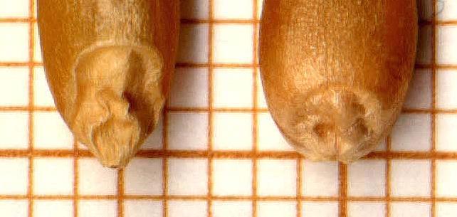 Villosità: presente Triticum durum a sinistra, Triticum aestivum a destra (embrione)