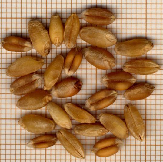 Altre specie di cereali Triticum durum Contenuto massimo di semi in 500