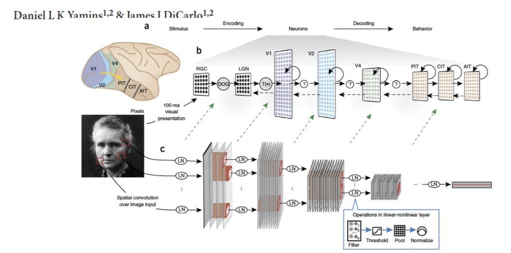 deeplearning e corteccia Gli algoritmi di