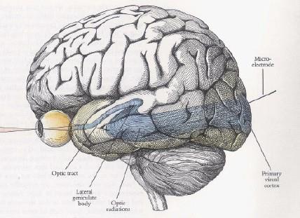 Modelli di corteccia visiva [W. C.