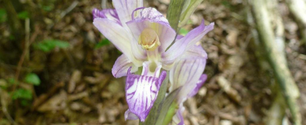 Le orchidee sono note come «piante pioniere». Molte specie non sono in grado di crescere in una vegetazione fitta e amano i terreni poveri e calcarei.